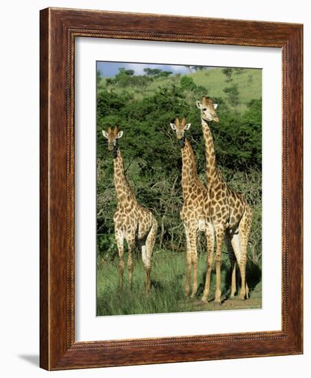 Three Giraffe, Giraffa Camelopardalis, Itala Game Reserve, Kwazulu-Natal, South Africa, Africa-Ann & Steve Toon-Framed Photographic Print