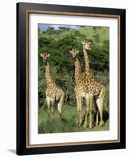 Three Giraffe, Giraffa Camelopardalis, Itala Game Reserve, Kwazulu-Natal, South Africa, Africa-Ann & Steve Toon-Framed Photographic Print