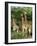 Three Giraffe, Giraffa Camelopardalis, Itala Game Reserve, Kwazulu-Natal, South Africa, Africa-Ann & Steve Toon-Framed Photographic Print