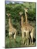 Three Giraffe, Giraffa Camelopardalis, Itala Game Reserve, Kwazulu-Natal, South Africa, Africa-Ann & Steve Toon-Mounted Photographic Print
