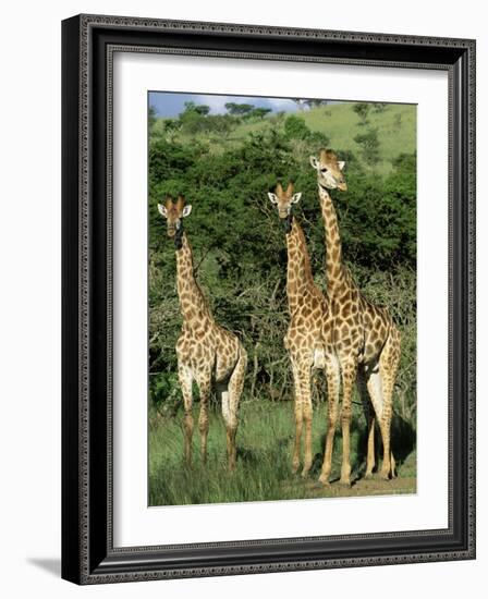 Three Giraffe, Giraffa Camelopardalis, Itala Game Reserve, Kwazulu-Natal, South Africa, Africa-Ann & Steve Toon-Framed Photographic Print