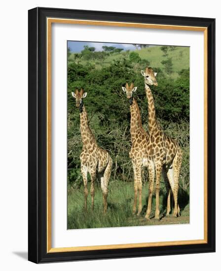 Three Giraffe, Giraffa Camelopardalis, Itala Game Reserve, Kwazulu-Natal, South Africa, Africa-Ann & Steve Toon-Framed Photographic Print