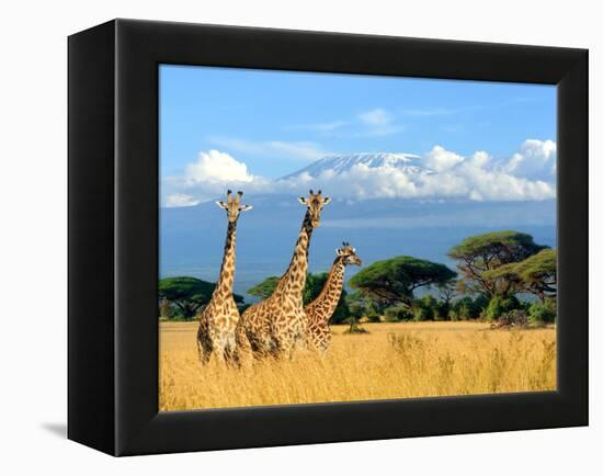 Three Giraffe on Kilimanjaro Mount Background in National Park of Kenya, Africa-Volodymyr Burdiak-Framed Premier Image Canvas