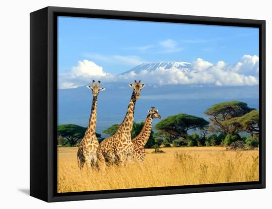 Three Giraffe on Kilimanjaro Mount Background in National Park of Kenya, Africa-Volodymyr Burdiak-Framed Premier Image Canvas