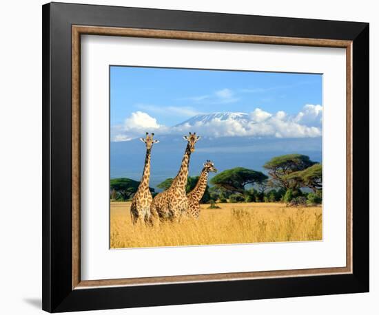 Three Giraffe on Kilimanjaro Mount Background in National Park of Kenya, Africa-Volodymyr Burdiak-Framed Photographic Print