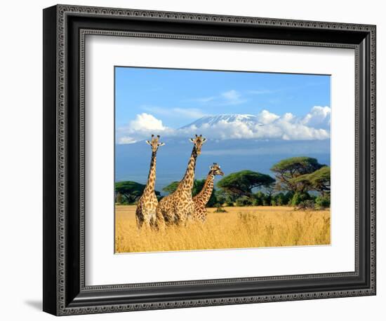 Three Giraffe on Kilimanjaro Mount Background in National Park of Kenya, Africa-Volodymyr Burdiak-Framed Photographic Print