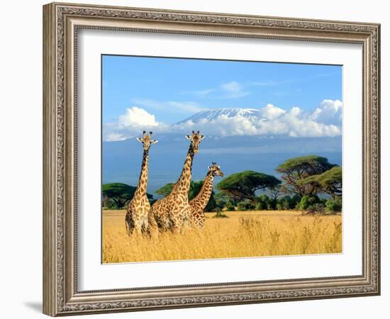 Three Giraffe on Kilimanjaro Mount Background in National Park of Kenya, Africa-Volodymyr Burdiak-Framed Photographic Print