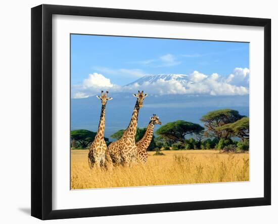 Three Giraffe on Kilimanjaro Mount Background in National Park of Kenya, Africa-Volodymyr Burdiak-Framed Photographic Print