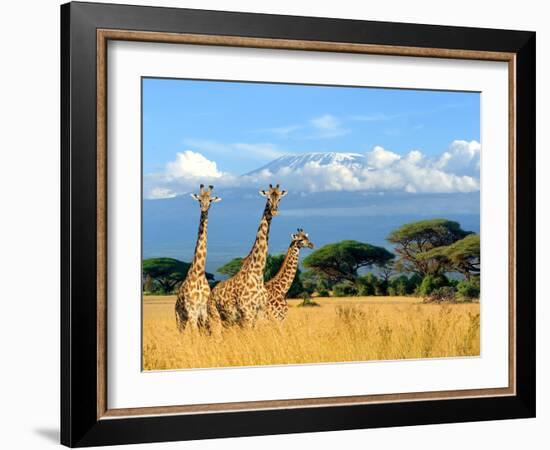 Three Giraffe on Kilimanjaro Mount Background in National Park of Kenya, Africa-Volodymyr Burdiak-Framed Photographic Print