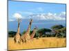 Three Giraffe on Kilimanjaro Mount Background in National Park of Kenya, Africa-Volodymyr Burdiak-Mounted Photographic Print