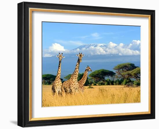 Three Giraffe on Kilimanjaro Mount Background in National Park of Kenya, Africa-Volodymyr Burdiak-Framed Photographic Print