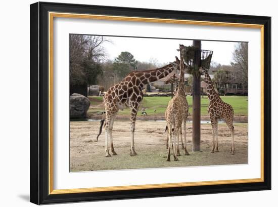 Three Giraffes Eating High-Carol Highsmith-Framed Art Print