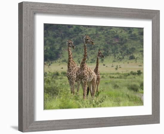 Three Giraffes, Pilanesberg Game Reserve, North West Province, South Africa, Africa-Ann & Steve Toon-Framed Photographic Print