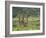 Three Giraffes, Pilanesberg Game Reserve, North West Province, South Africa, Africa-Ann & Steve Toon-Framed Photographic Print