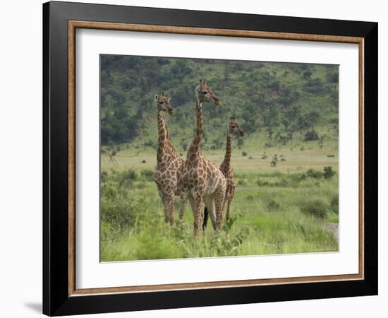 Three Giraffes, Pilanesberg Game Reserve, North West Province, South Africa, Africa-Ann & Steve Toon-Framed Photographic Print