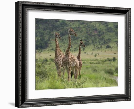 Three Giraffes, Pilanesberg Game Reserve, North West Province, South Africa, Africa-Ann & Steve Toon-Framed Photographic Print
