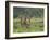 Three Giraffes, Pilanesberg Game Reserve, North West Province, South Africa, Africa-Ann & Steve Toon-Framed Photographic Print