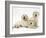 Three Golden Retriever Pups-Jane Burton-Framed Photographic Print