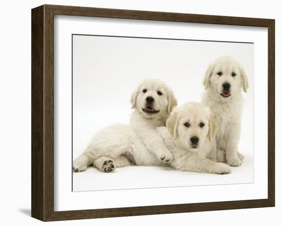 Three Golden Retriever Pups-Jane Burton-Framed Photographic Print