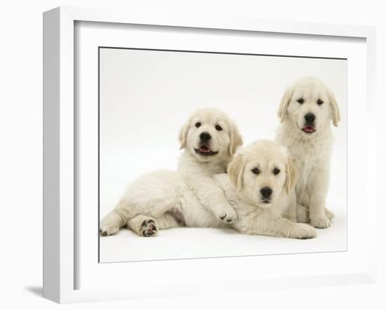 Three Golden Retriever Pups-Jane Burton-Framed Photographic Print
