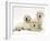 Three Golden Retriever Pups-Jane Burton-Framed Photographic Print