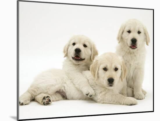 Three Golden Retriever Pups-Jane Burton-Mounted Photographic Print