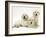 Three Golden Retriever Pups-Jane Burton-Framed Photographic Print