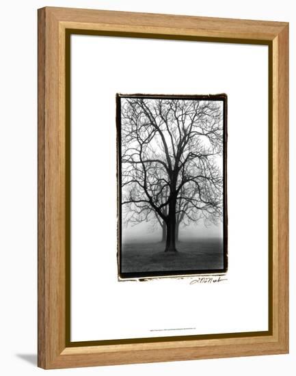 Three Graces-Laura Denardo-Framed Stretched Canvas