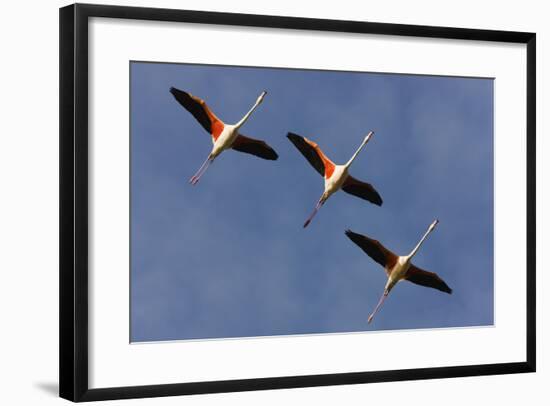 Three Greater Flamingos (Phoenicopterus Roseus) in Flight, Camargue, France, May 2009-Allofs-Framed Photographic Print