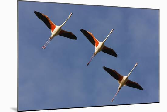 Three Greater Flamingos (Phoenicopterus Roseus) in Flight, Camargue, France, May 2009-Allofs-Mounted Photographic Print