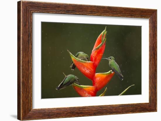 Three Green-crowned brilliants feeding at flower, Costa Rica-Paul Hobson-Framed Photographic Print