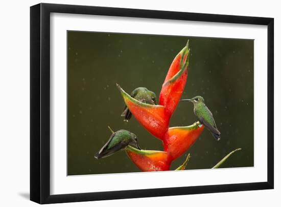 Three Green-crowned brilliants feeding at flower, Costa Rica-Paul Hobson-Framed Photographic Print