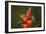 Three Green-crowned brilliants feeding at flower, Costa Rica-Paul Hobson-Framed Photographic Print