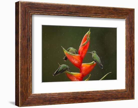 Three Green-crowned brilliants feeding at flower, Costa Rica-Paul Hobson-Framed Photographic Print