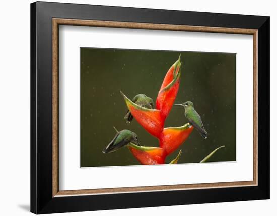 Three Green-crowned brilliants feeding at flower, Costa Rica-Paul Hobson-Framed Photographic Print