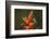 Three Green-crowned brilliants feeding at flower, Costa Rica-Paul Hobson-Framed Photographic Print