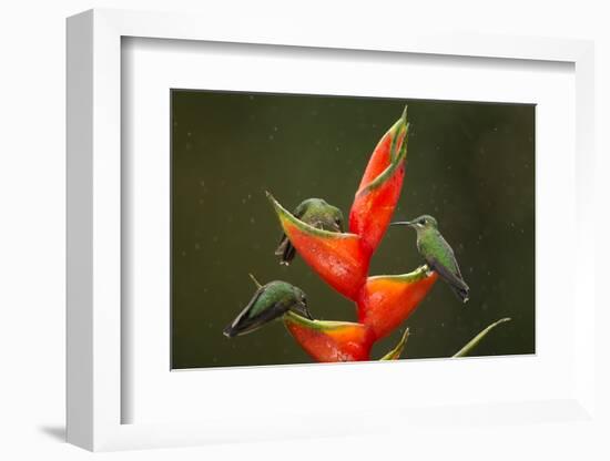 Three Green-crowned brilliants feeding at flower, Costa Rica-Paul Hobson-Framed Photographic Print