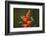 Three Green-crowned brilliants feeding at flower, Costa Rica-Paul Hobson-Framed Photographic Print