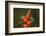 Three Green-crowned brilliants feeding at flower, Costa Rica-Paul Hobson-Framed Photographic Print
