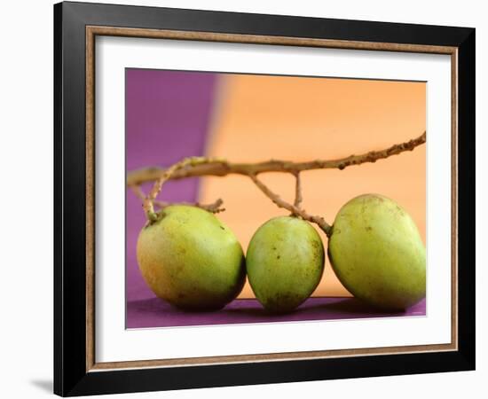 Three Green Mangos on a Branch-Luzia Ellert-Framed Photographic Print