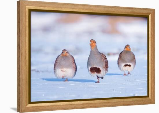 Three Grey partridge walking in snow, the Netherlands-Edwin Giesbers-Framed Premier Image Canvas