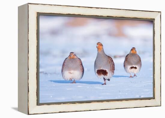 Three Grey partridge walking in snow, the Netherlands-Edwin Giesbers-Framed Premier Image Canvas