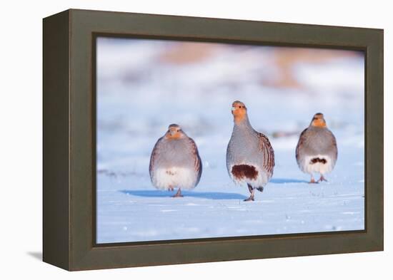 Three Grey partridge walking in snow, the Netherlands-Edwin Giesbers-Framed Premier Image Canvas