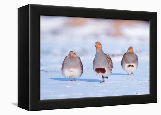 Three Grey partridge walking in snow, the Netherlands-Edwin Giesbers-Framed Premier Image Canvas