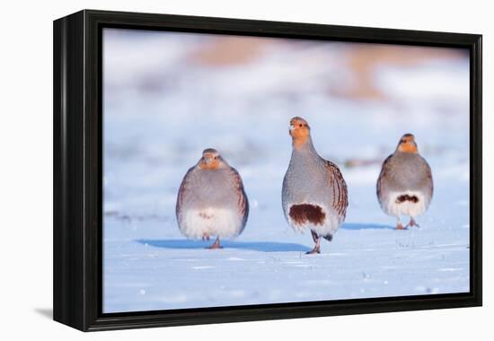 Three Grey partridge walking in snow, the Netherlands-Edwin Giesbers-Framed Premier Image Canvas