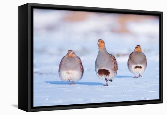 Three Grey partridge walking in snow, the Netherlands-Edwin Giesbers-Framed Premier Image Canvas