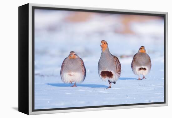 Three Grey partridge walking in snow, the Netherlands-Edwin Giesbers-Framed Premier Image Canvas