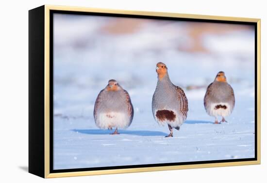 Three Grey partridge walking in snow, the Netherlands-Edwin Giesbers-Framed Premier Image Canvas