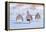 Three Grey partridge walking in snow, the Netherlands-Edwin Giesbers-Framed Premier Image Canvas