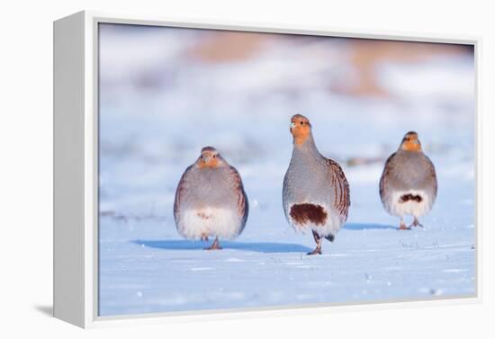 Three Grey partridge walking in snow, the Netherlands-Edwin Giesbers-Framed Premier Image Canvas